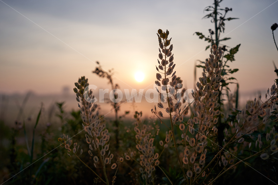 안성팜랜드,일출,물안개,안개,아침,목장,식물,자연,plants,nature