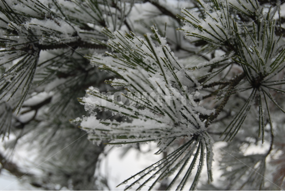 광교산,겨울,눈꽃,탐방로,자연,겨울,계절,winter,season,식물,자연,plants,nature