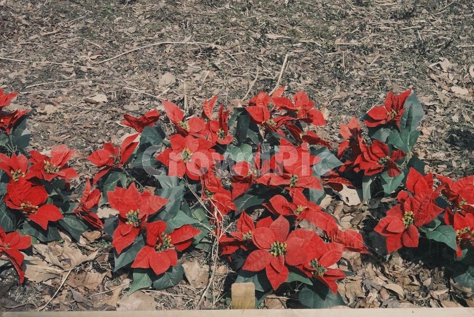 leaf,잎,plant,식물,꽃,꽃밭,flower
