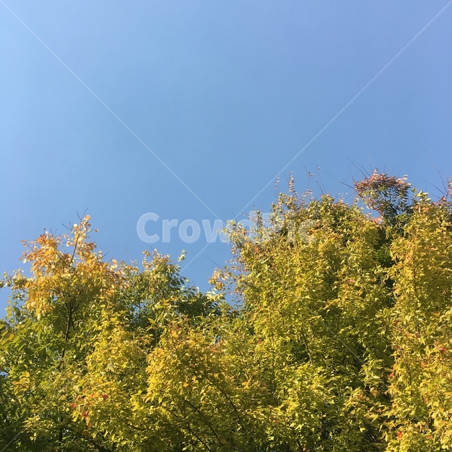 하늘,나무,초록,나뭇잎,여름,연두,녹색,풍경,계절,자연,풍경,nature,landscape