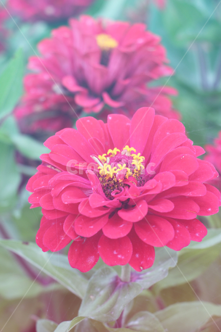 꽃,백일홍,zinnia,백일초,호수공원,붉은색