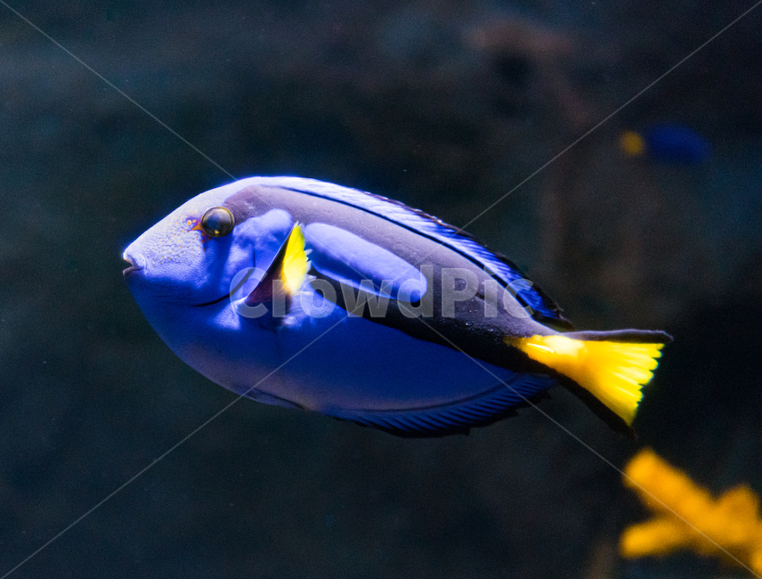 해수어,탱,수족관,아쿠아리움,블루탱,동물,animal,어류,물고기,fish