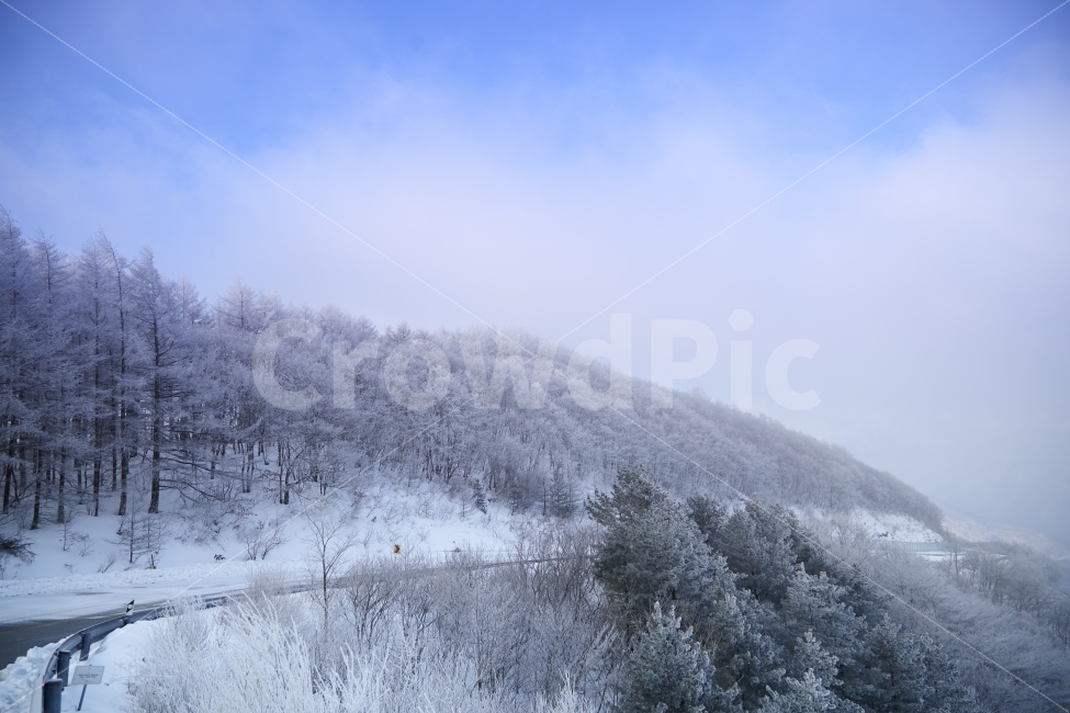 겨울,상고대,함백산,만항제,눈,겨울,계절,winter,season,자연,풍경,nature,landscape,한국자연풍경,한국자연경관,korea nature landscape,outdoors,옥외,tree,나무,plant,식물