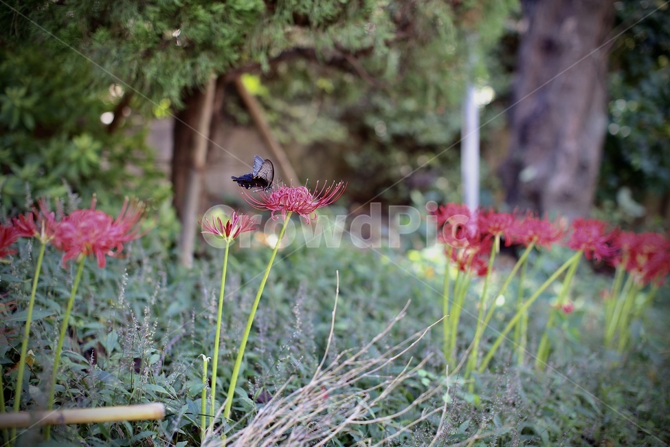 꽃,flower,꽃무릇,나비,9월,가을,식물,자연,plants,nature,꽃,flower