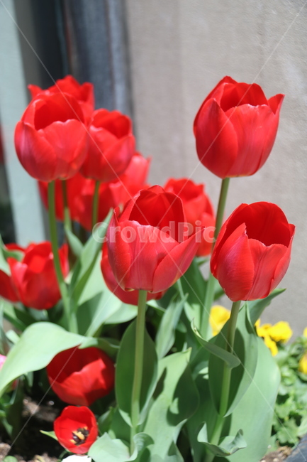 blossom,꽃,flower,tulip,red