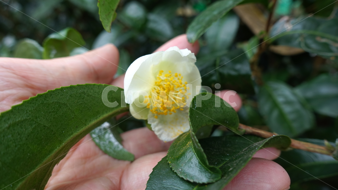 coffee,coffeeflower,커피,커피꽃,plant,식물,꽃,flower,꽃송이,꽃봉오리