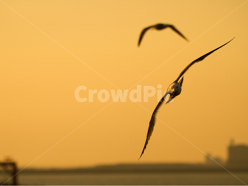 갈매기,자연,황금빛노을,자유의날개짓,실루엣,동물,animal,조류,새,birds