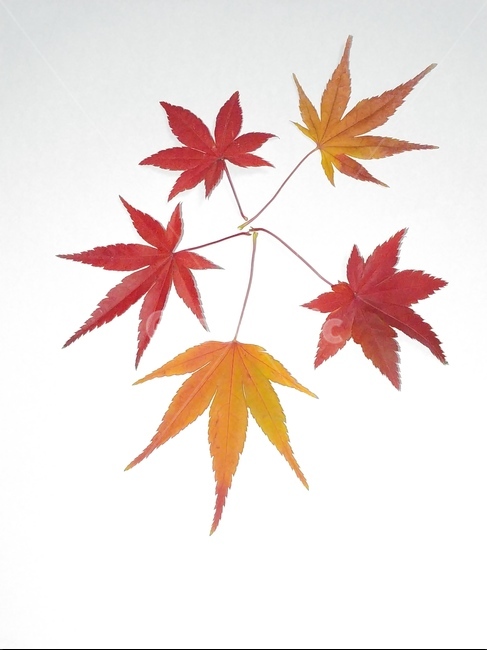가을,단풍,나뭇잎,단풍잎,낙엽,잎,leaf,식물,나무