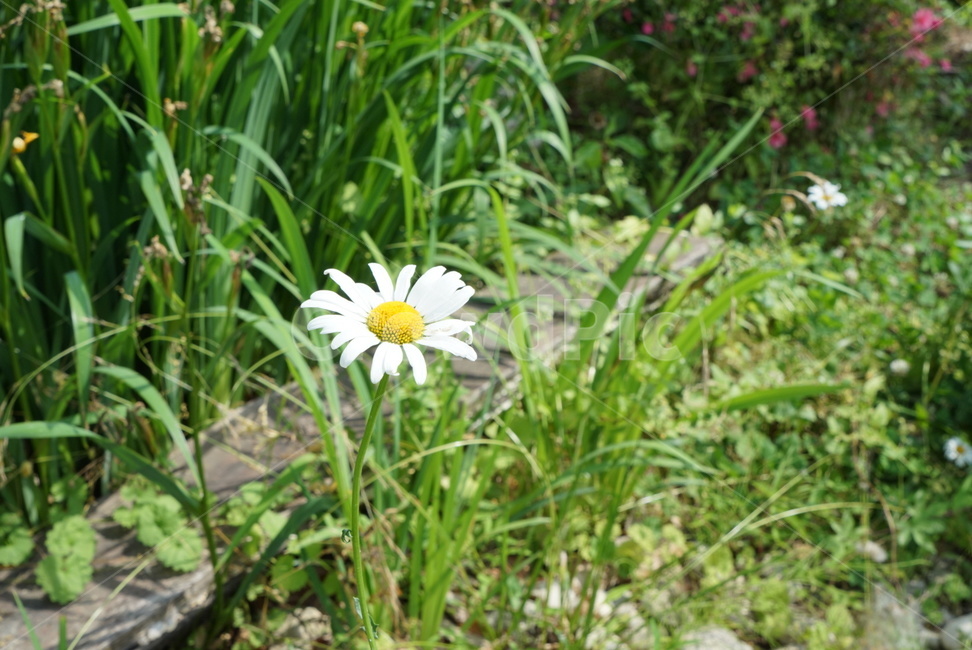 plant,식물,flower,꽃,blossom,daisy,데이지
