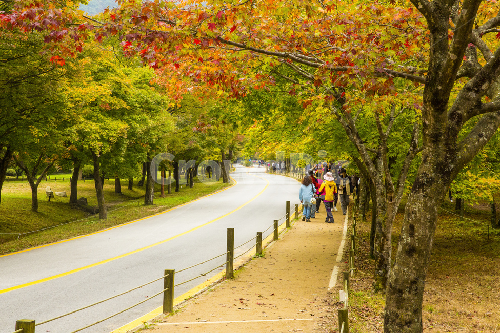 자연,풍경,경관,경치,계절,가을,단풍,단풍철,울긋불긋,식물,나무,단풍나무,잡목,공원,국립공원,내장산,내장사,길,오솔길,포장도로,아스팔트,아스팔트길,인도,사람들,행인,여행,가을,계절,fall,autumn,season,자연,풍경,nature,landscape,road,도로,asphalt