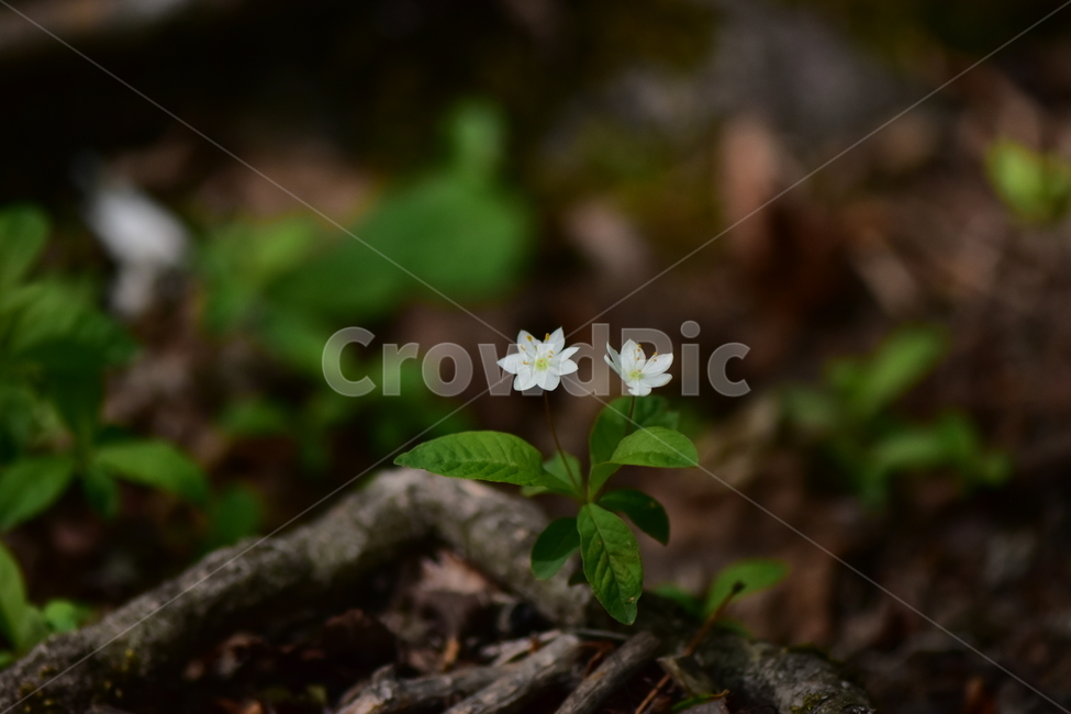 참기생꽃,야생화,식물,자연,꽃,플라워,생태,힐링,wildflower,flower,plants,nature,season,감성,느낌,emotion,feeling,앵초목,앵초과,여러해살이풀,희귀식물,기생꽃속