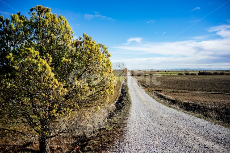 풍경,여행,유럽,스페인,배낭여행,spain,caminodesantiago,길,산티아고순례길,나무,평야,시골,마을,풍경,landscape,country,rural,town,식물,자연,plants,nature,나무,trees,wood