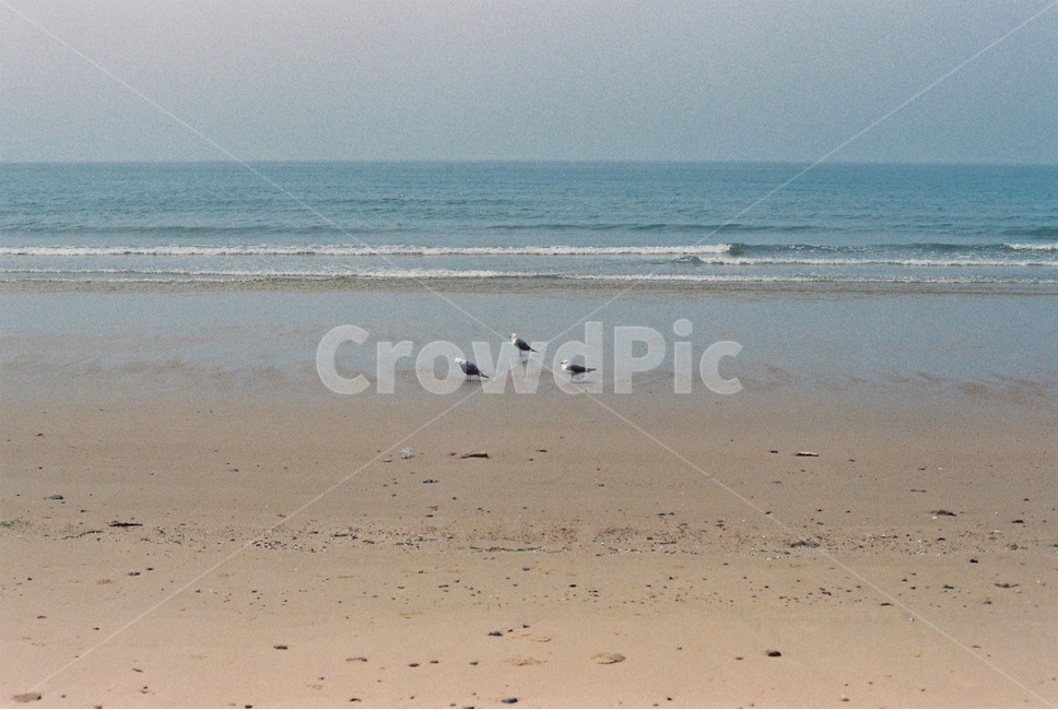 해변,바닷가,갈매기,모래사장,seaside,seagull,sandybeach,해변,바다,beach,sea,동물,animal,조류,새,birds,감성,sensible,feeling