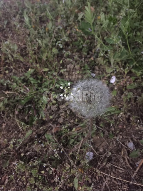 plant,식물,flower,꽃,민들레