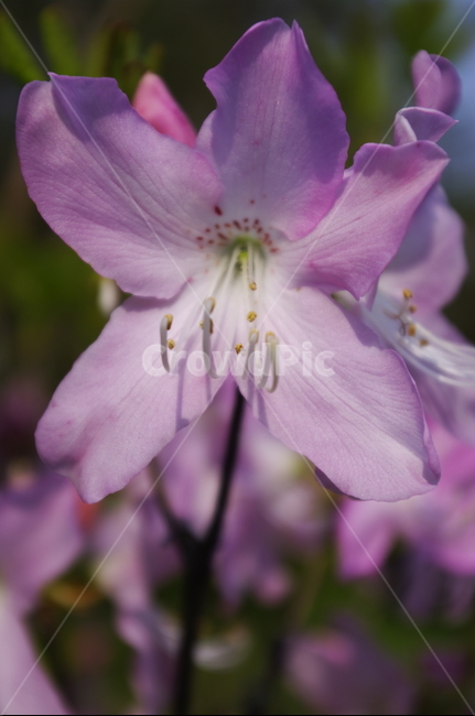 철쭉,꽃,flower,계절,봄,spring,plant,자연,nature,식물,자연,plants,nature,꽃,flower