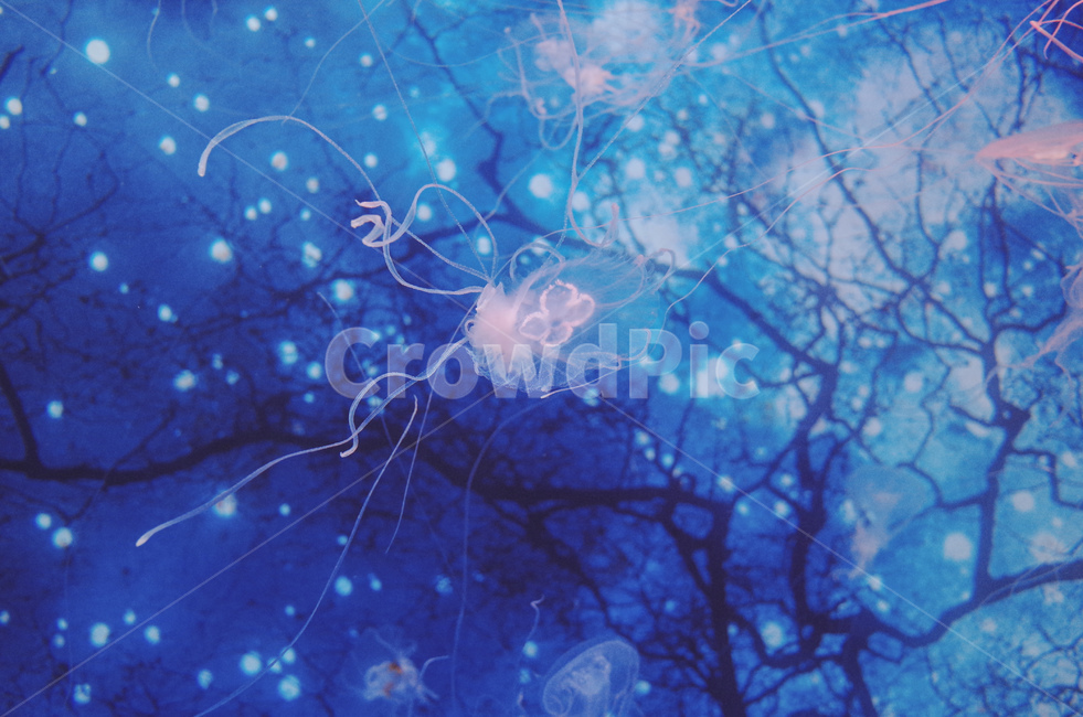 jellyfish,Pisces,fish,aquarium