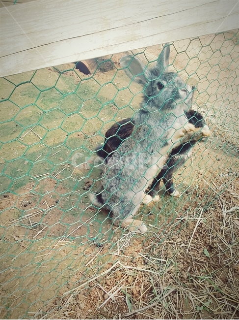 동물,토끼,우리,동물원,rabbit
