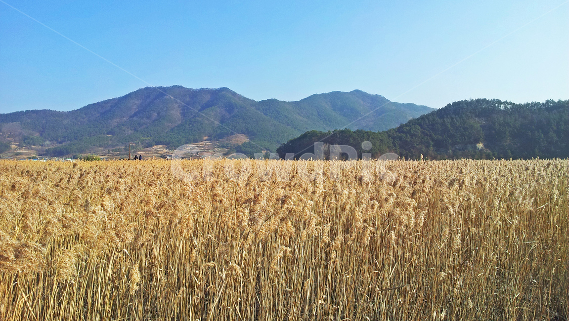 배경,풍경,갈대,하늘,식물,가을,계절,fall,autumn,season,자연,풍경,nature,landscape,plant