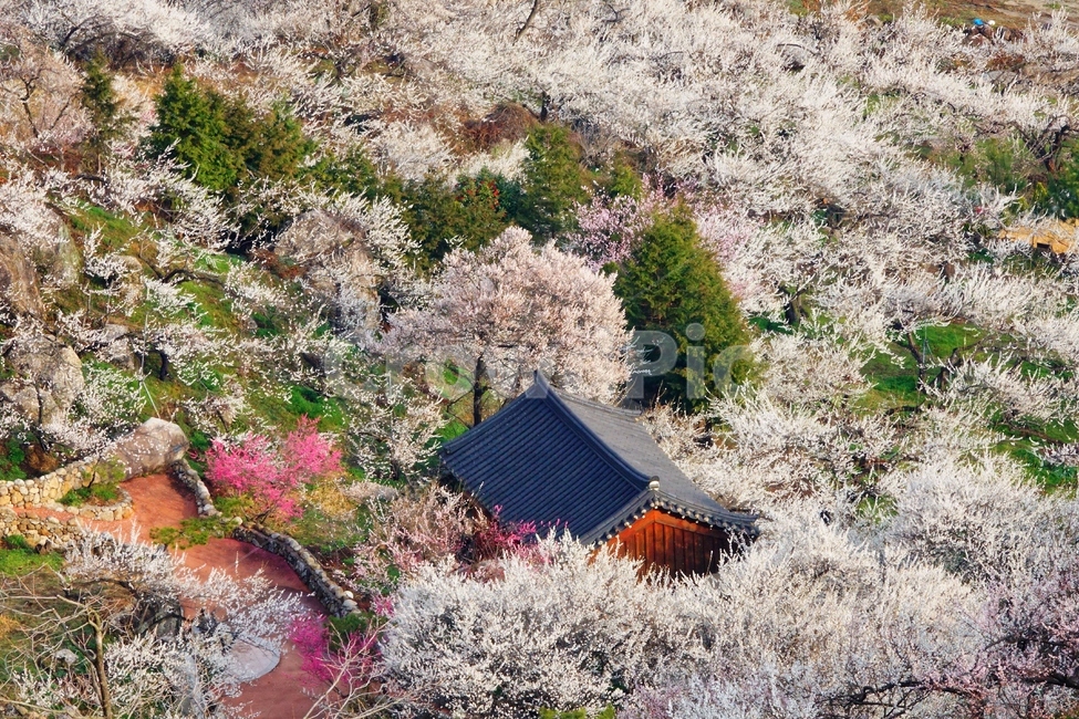 매화마을,봄,풍경,다압면,꽃,광양시,봄,계절,spring,season,자연,풍경,nature,landscape,plant,식물,flower,blossom