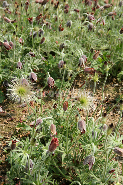 할미꽃,봄,봄날,봄풍경,감성,spring,flower,공원,풍경,식물,새싹,잎,초록,꽃,자주색,붉은색,RED,봄,계절,spring,season,식물,자연,plants,nature,꽃,flower,plant