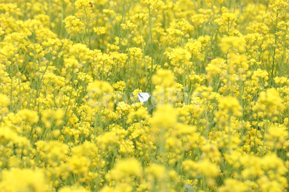 유채,유채꽃,나비,꽃,봄,풍경,시골,자연,봄풍경,봄,계절,spring,season,식물,자연,plants,nature,꽃,flower,동물,animal,곤충,벌레,insect,bug