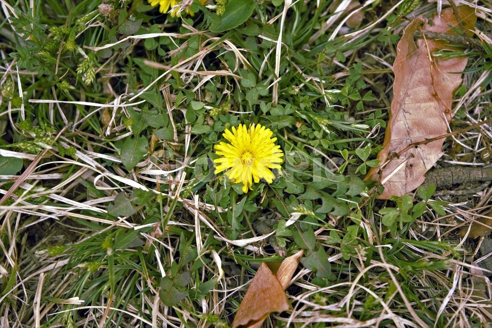 봄,민들레,계절,노랑,식물,꽃,꽃잎,dandelion,yellow,flower,season,spring,bloom,springtime,lovely,식물,자연,plants,nature,꽃,flower