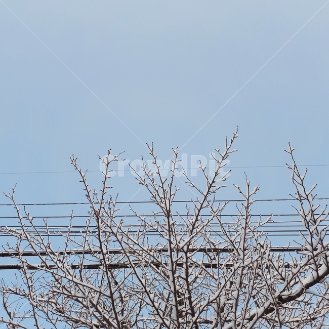 겨울,나무,겨울나무,하늘,눈,겨울하늘,snow,tree