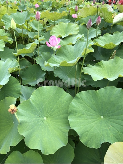 꽃,궁남지,연꽃,연꽃축제,식물