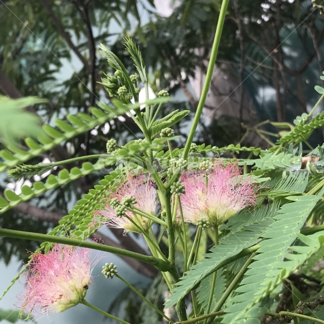 자귀나무,야합수,유정수,합환수,나무,Mimosa,MimosaTree,SilkTree,콩과,낙엽활엽수,소교목,관상수,약재,식물,Tree,식물,자연,plants,nature,꽃,flower
