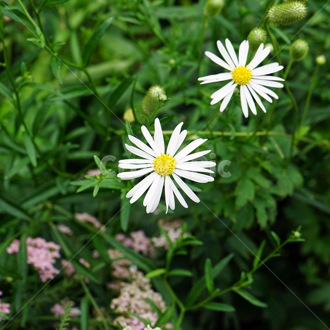 꽃,암술,식물,정원,흰색,식물,자연,plants,nature,꽃,flower