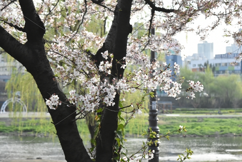 꽃보라동산,벚꽃,꽃,나무,봄,나들이,산책,식물,자연,plants,nature,봄,계절,spring,season,꽃,flower,plant,blossom