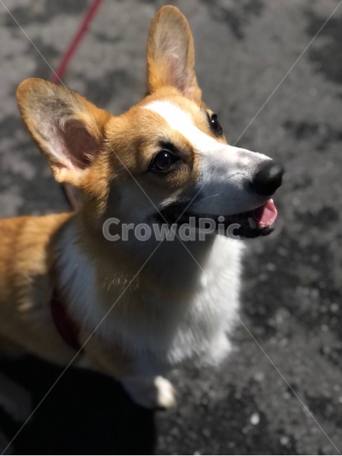 개,강아지,웃는모습,웰시코기,웃음,동물,animal,포유류,mammal,개,강아지,dog,doggy