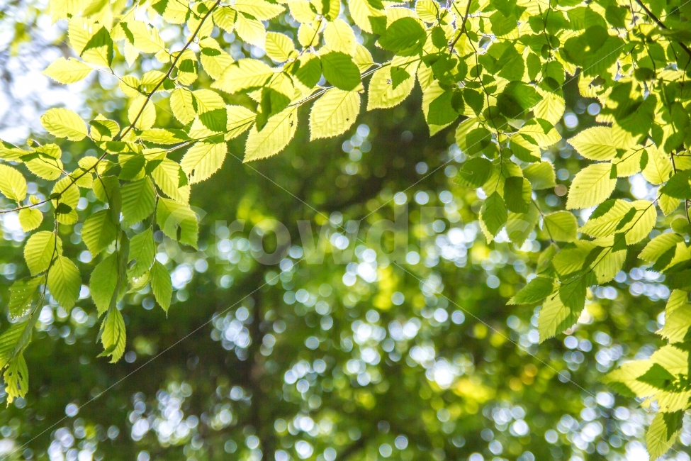 spring light,green leaves,green,backgorund,new sprout,leaf,lotus leaves,Soft and fluffy,spring,leaves,light,background,bokeh,bokeh of light,faint,State of the Union