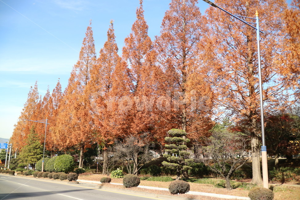 tree,나무,plant,식물,가을,단풍,가을,계절,fall,autumn,season