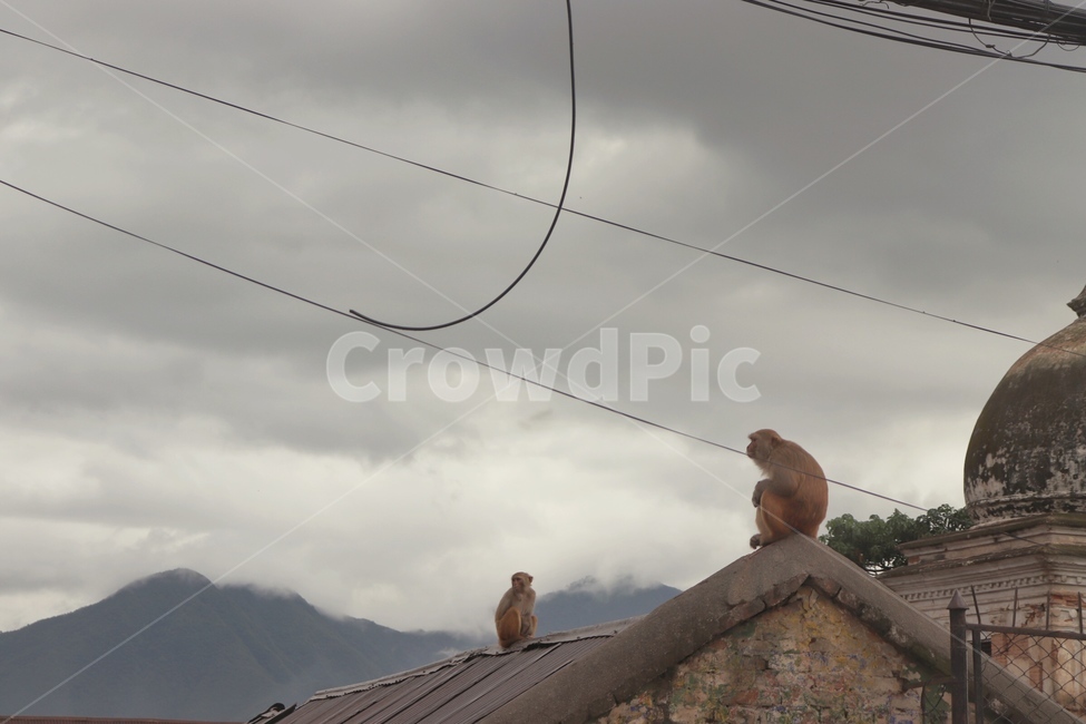animal,동물,지붕,roof,원숭이