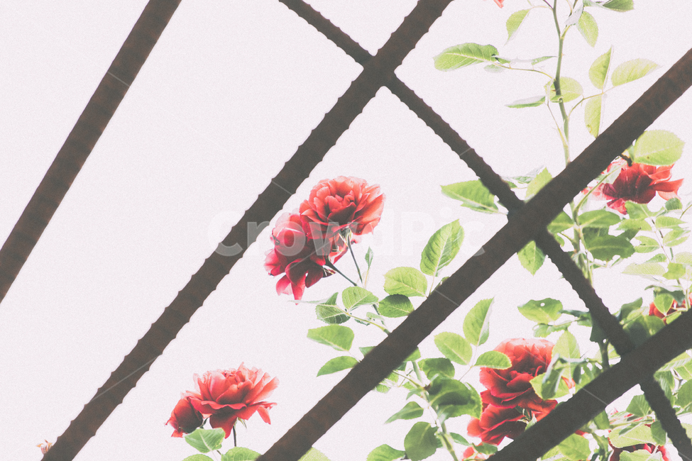 장미,철조망,여름꽃,꽃,갇힌꽃,붉은장미,식물,자연,plants,nature,꽃,flower