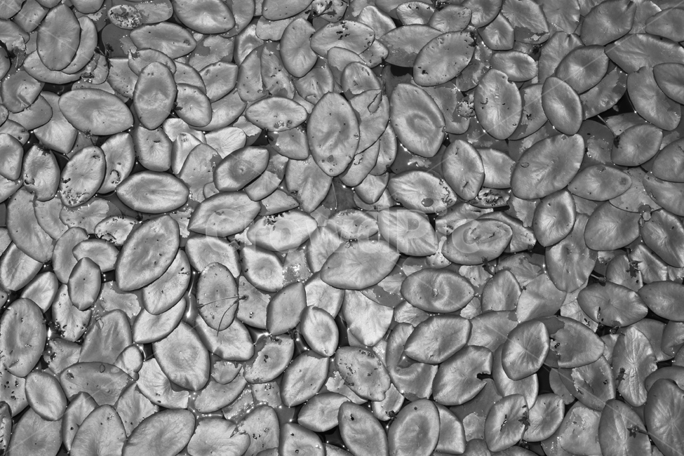 식물,plant,잎,leaf,수중식물