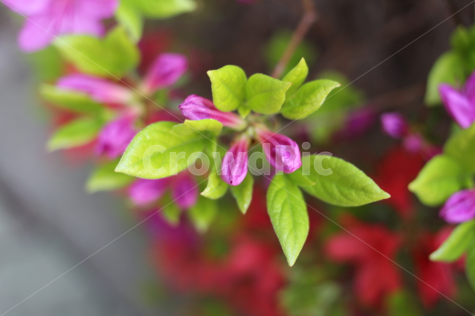 봄,새싹,꽃봉오리,꽃,분홍색꽃,식물,자연,plants,nature,꽃,flower