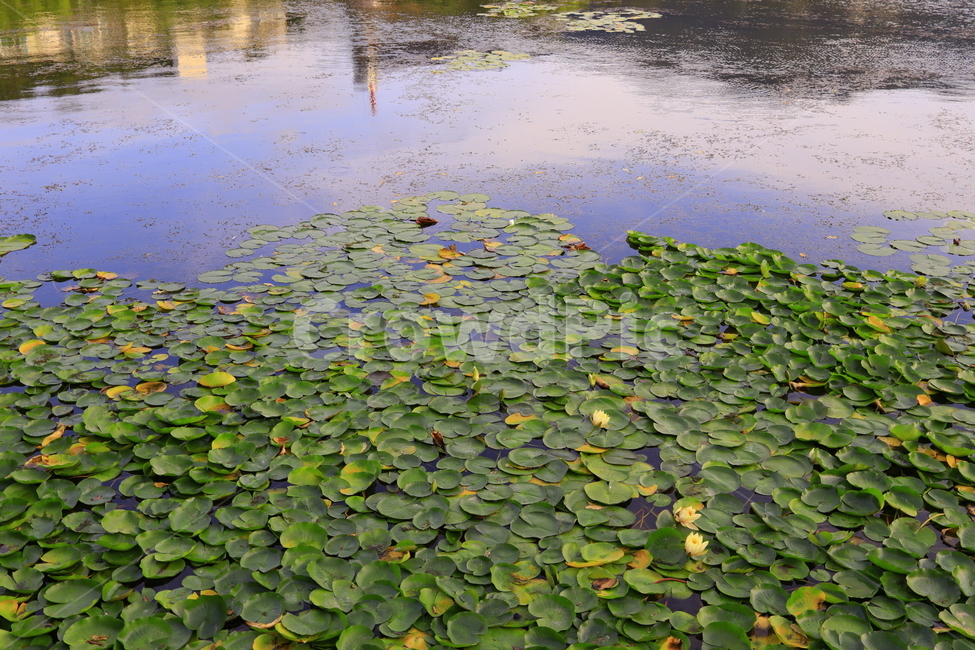 nature,자연,outdoors,옥외,water,식물,plant,물,연못,연꽃,식물,자연,plants,nature