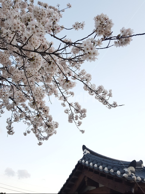 plant,식물,벚꽃,하늘,sky,봄,계절,spring,season