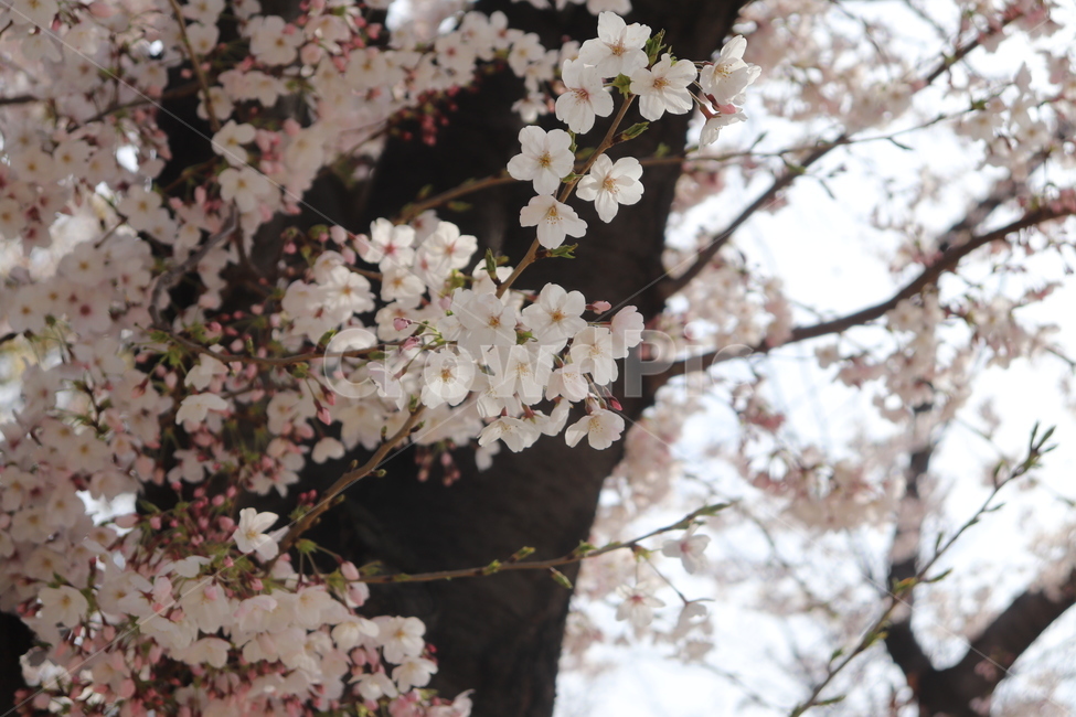 벚꽃,나무,봄,하늘,꽃,봄,계절,spring,season,꽃,flower,plant,식물,blossom,cherry blossom