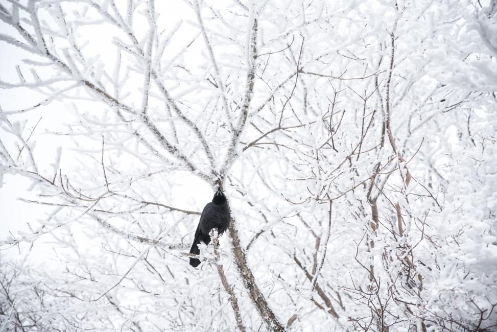 까마귀,겨울풍경,눈꽃,자연,겨울사진,겨울,계절,winter,season,동물,animal,조류,새,birds