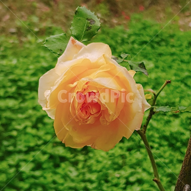 장미,꽃,노란장미,blossom,rose,flower,plant,식물