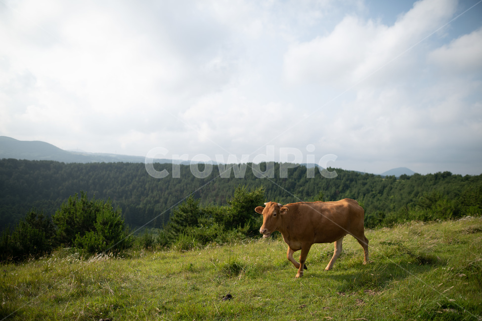 아부오름,소,해질녘,일몰,풍경,제주,오름,제주오름,하늘,평화로움,평화,동물,animal,포유류,mammal,목축업,목장,livestock farming,ranching,pasture