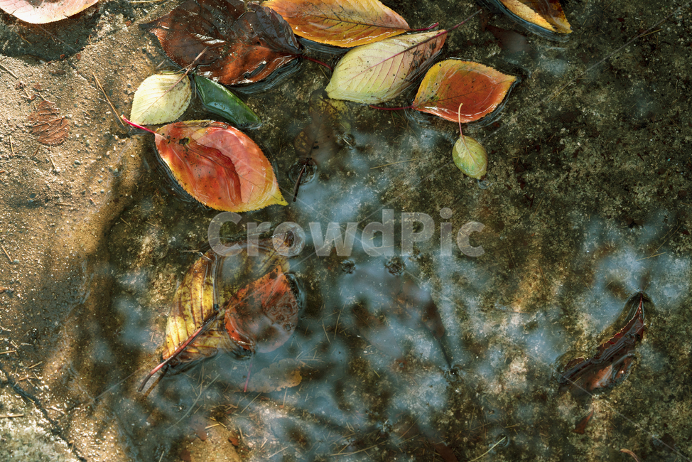 낙엽,계절,가을,잎,생물,생명,식물,컬러,색감,물,가을,계절,fall,autumn,season