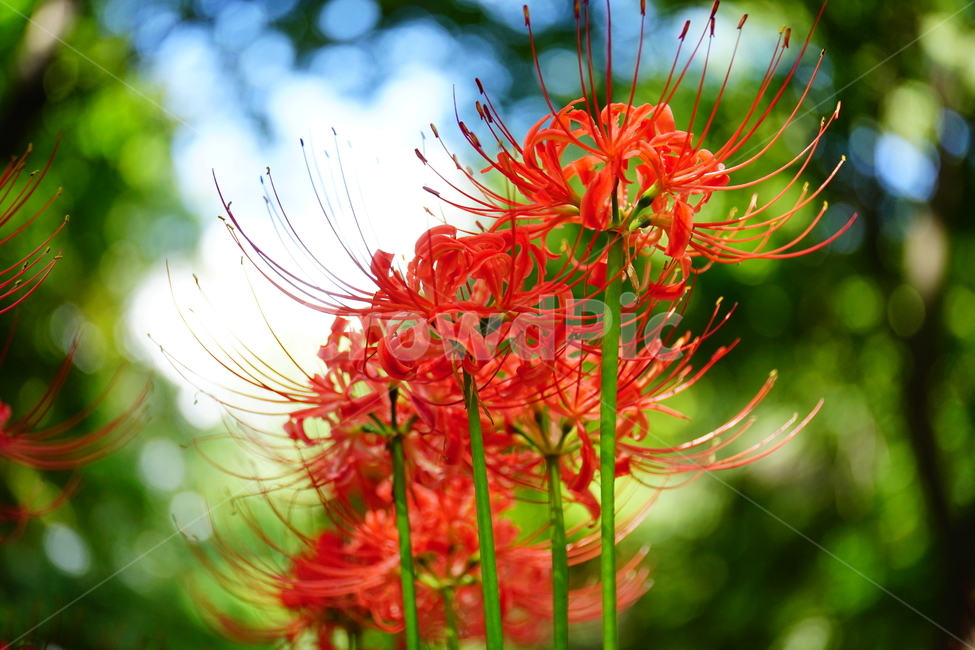 꽃무릇,꽃,식물,플라워,flower,자연,nature,plants,9월,가을,fall,autumn,september,꽃밭,화단,closeup,접사,매크로,마크로,macro,꽃사진,가을꽃,식물,자연,plants,nature,꽃,flower