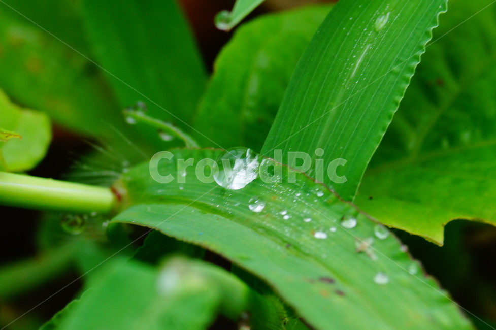 droplet,작은물방울,plant,식물,leaf,잎,식물,자연,plants,nature
