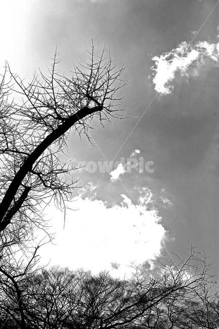 나무,하늘,구름,풍경,자연,배경,자연,풍경,nature,landscape,흑백,모노톤,monochrome,black and white,outdoors,옥외,silhouette,실루엣