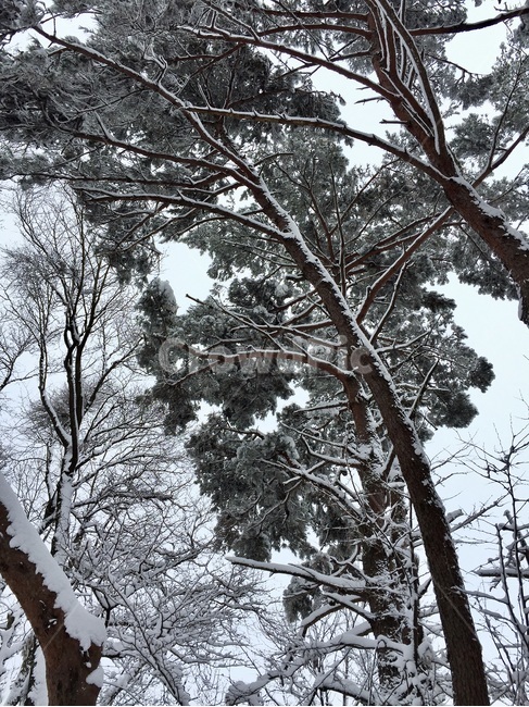 설경,무등산,소나무,겨울산,겨울,크리스마스,성탄절,tree,나무,plant,식물