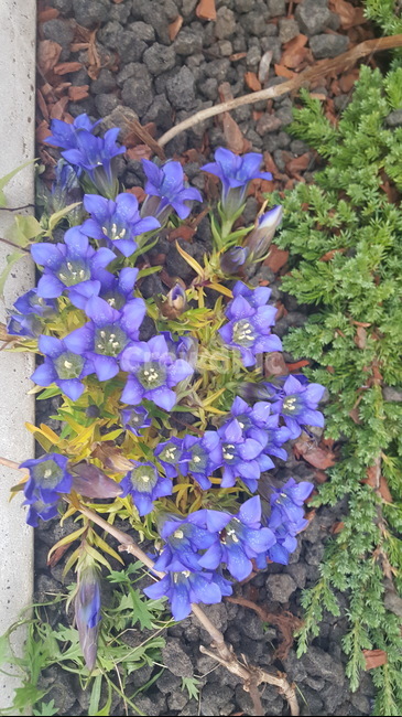 들꽃,꽃,보라색꽃,작은꽃,예쁜꽃,특이한꽃,식물,자연,plants,nature,꽃,flower
